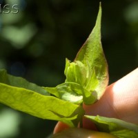 Flowering Nutmeg